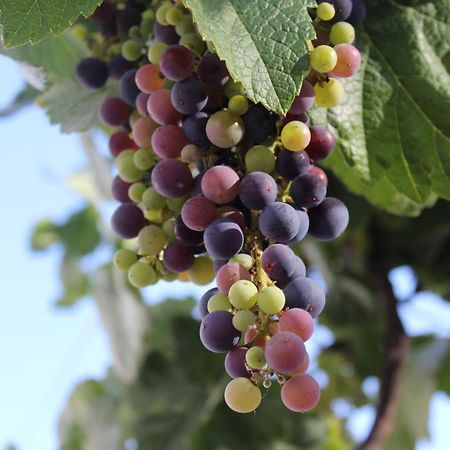 Casa-Finca El Maipez De Tejeda لاس بالماس دي غران كاناريا المظهر الخارجي الصورة